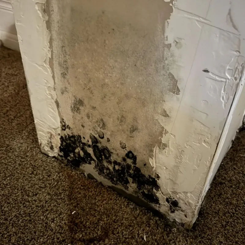 Professional Mold Removal in Washington Terrace, UT